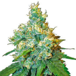 Jack Herer Feminizada (Sensi Seeds)