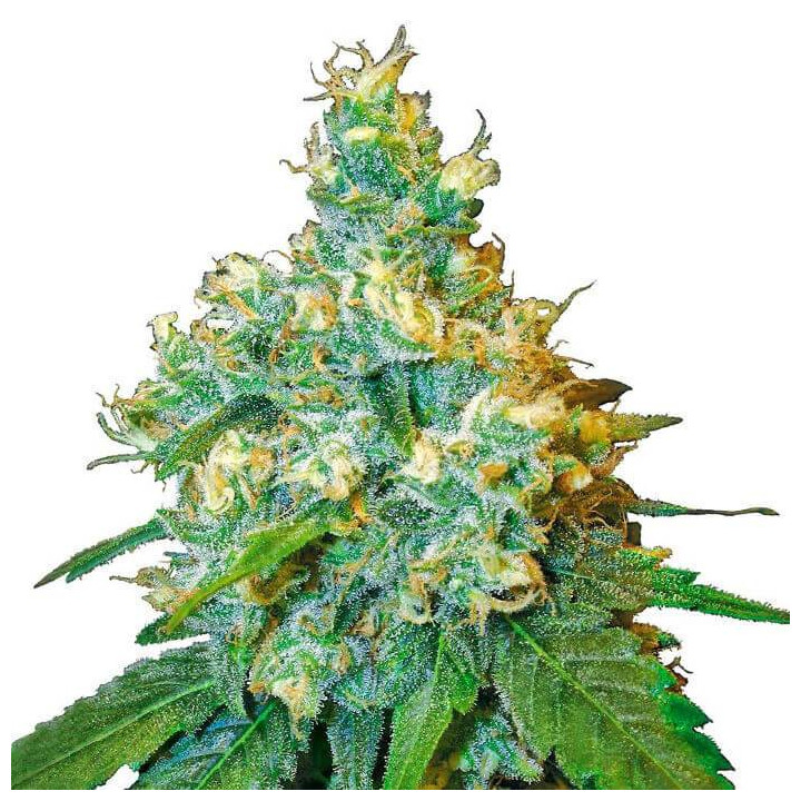 Jack Herer Feminizada (Sensi Seeds)