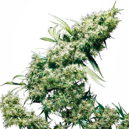 Jamaican Pearl Feminizada (Sensi Seeds)