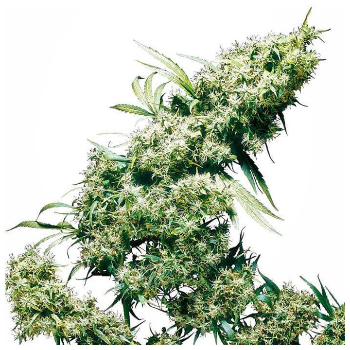 Jamaican Pearl Feminizada (Sensi Seeds)