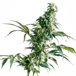 Mexican Sativa Feminizada (Sensi Seeds)