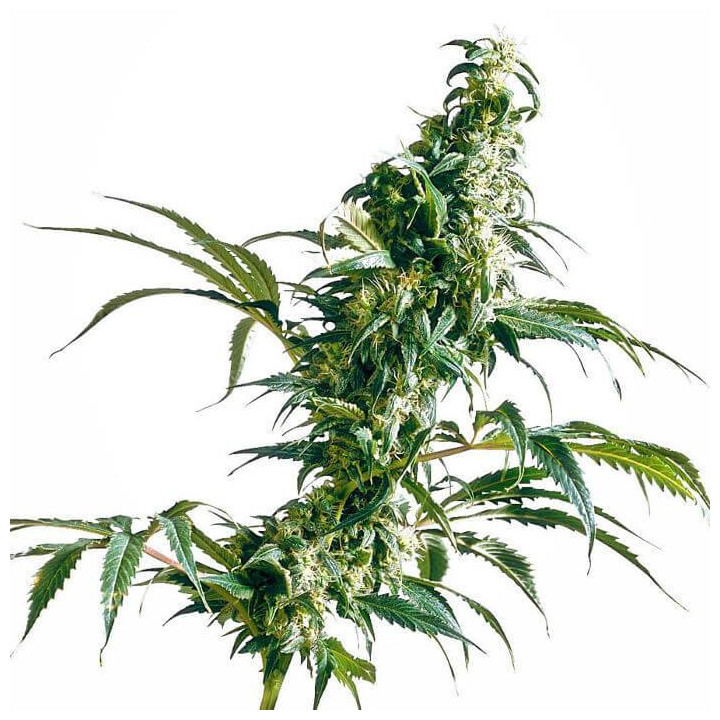 Mexican Sativa Feminizada (Sensi Seeds)