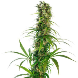 Michka LTD Feminizada (Sensi Seeds)
