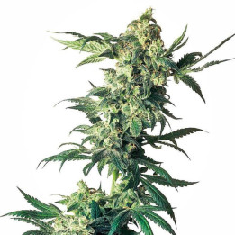 Northern Lights Feminizada (Sensi Seeds)