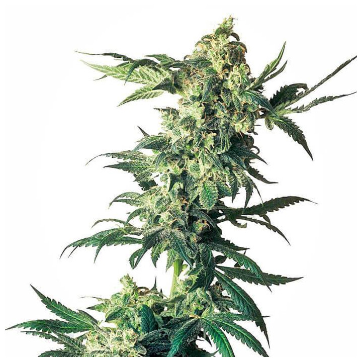 Northern Lights Feminizada (Sensi Seeds)