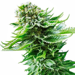 Northern Lights Automatic (Sensi Seeds)