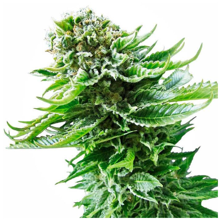 Northern Lights Automatic (Sensi Seeds)