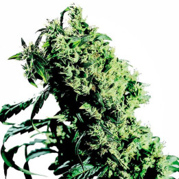 Northern Lights 5 x Haze Feminizada (Sensi Seeds)