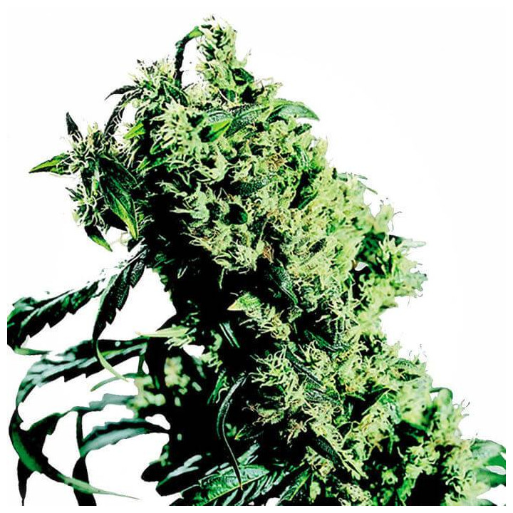 Northern Lights 5 x Haze Feminizada (Sensi Seeds)