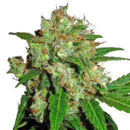 Sensi Skunk Feminizada (Sensi Seeds)