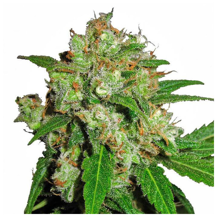 Sensi Skunk Feminizada (Sensi Seeds)