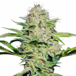 Sensi Skunk Automatic (Sensi Seeds)