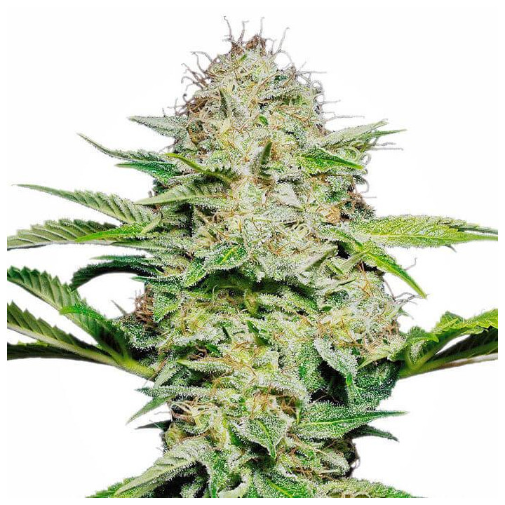 Sensi Skunk Automatic (Sensi Seeds)
