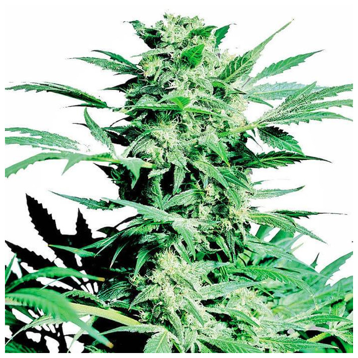 Shiva Skunk Feminizada (Sensi Seeds)