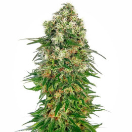 Shiva Skunk Automatic (Sensi Seeds)