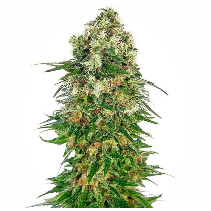 Shiva Skunk Automatic (Sensi Seeds)