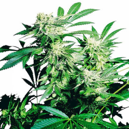 Skunk Kush Feminizada (Sensi Seeds)