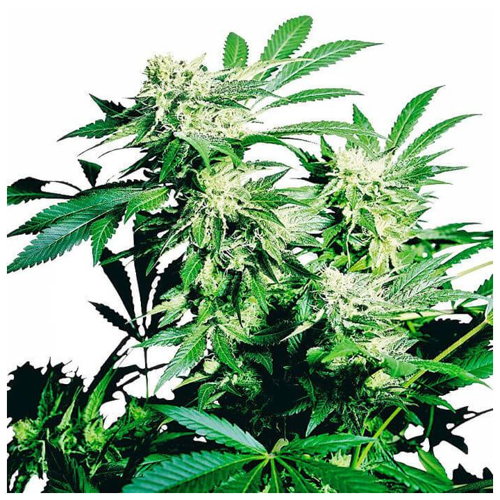 Skunk Kush Feminizada (Sensi Seeds)