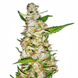 Skunk nº1 Automatic (Sensi Seeds)