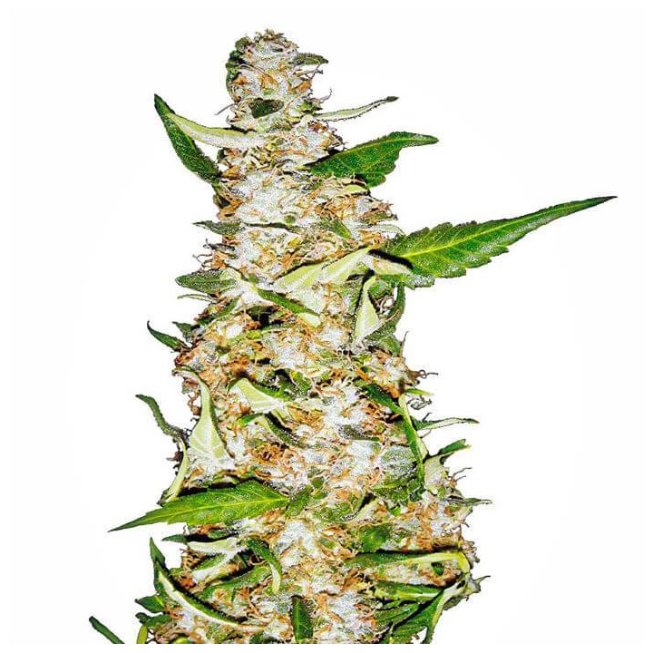 Skunk nº1 Automatic (Sensi Seeds)
