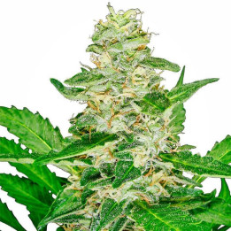 Super Skunk Automatic (Sensi Seeds)