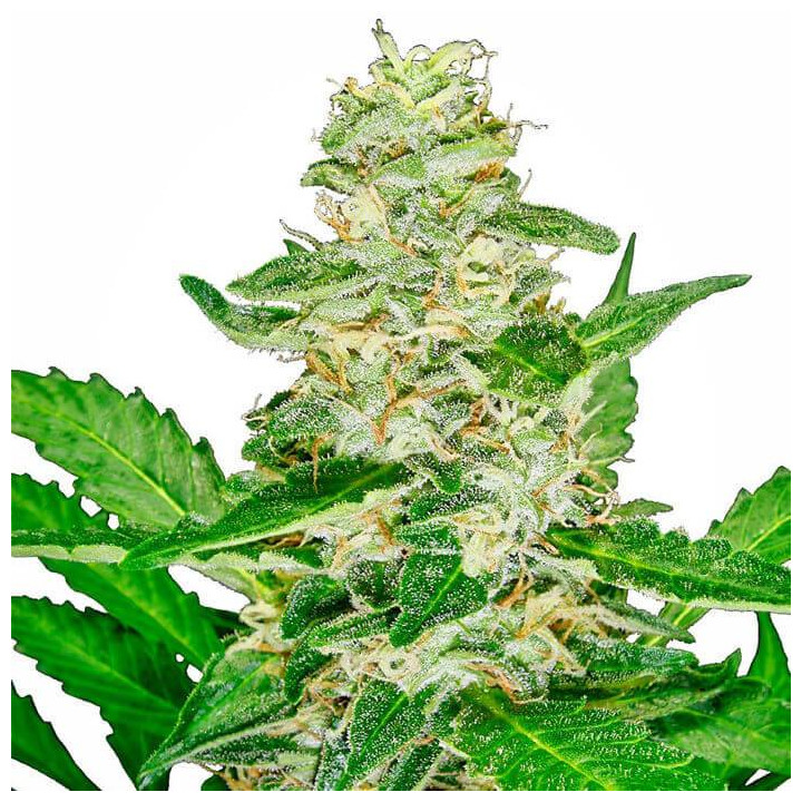 Super Skunk Automatic (Sensi Seeds)