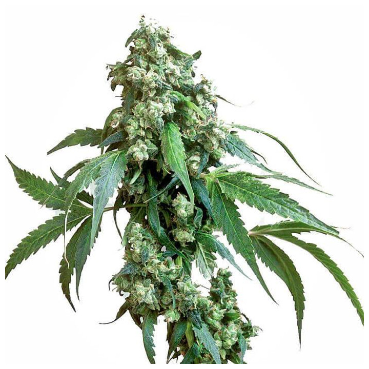 Jack Flash 5 Feminizada (Sensi Seeds)