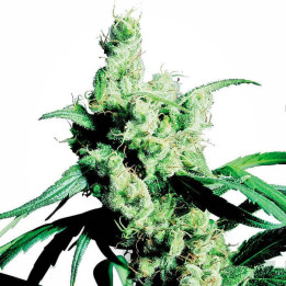 Silver Haze 9 Feminizada (Sensi Seeds)