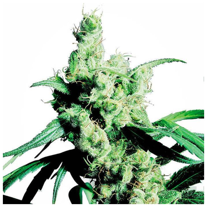 Silver Haze 9 Feminizada (Sensi Seeds)