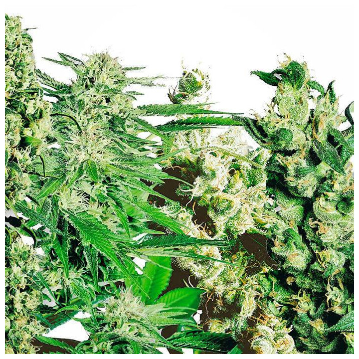 Mix 20 und feminizadas (Sensi Seeds)