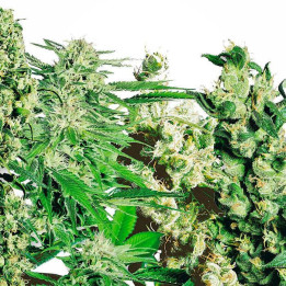 Mix 10 und feminizadas (Sensi Seeds)