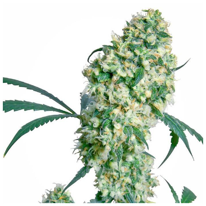 Ed Rosenthal Super Bud (Sensi Seeds)