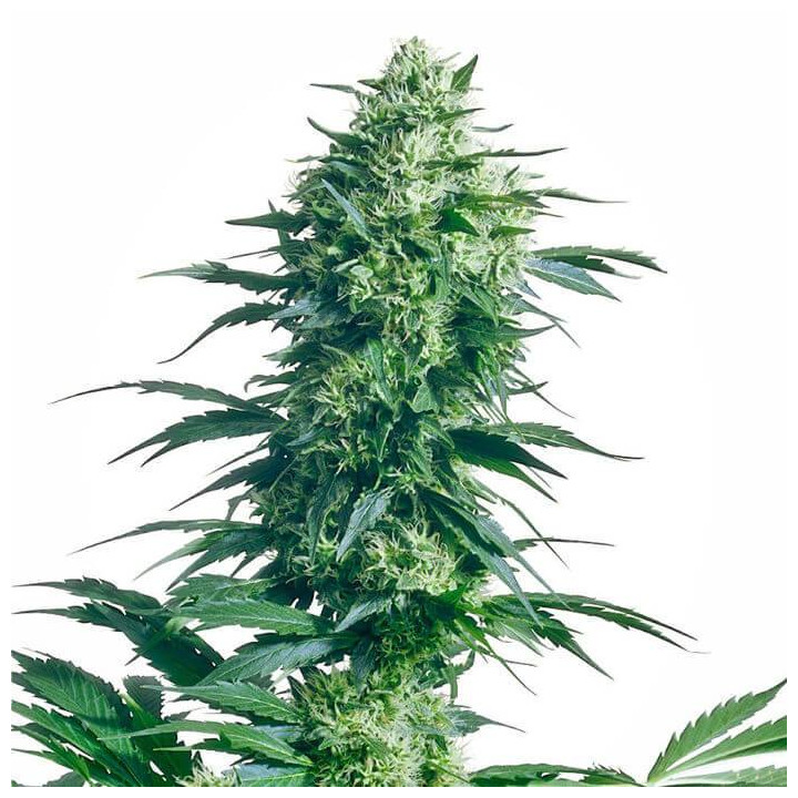 Mother´s Finest Regular (Sensi Seeds)