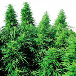 Ruderalis Skunk Regular (Sensi Seeds)