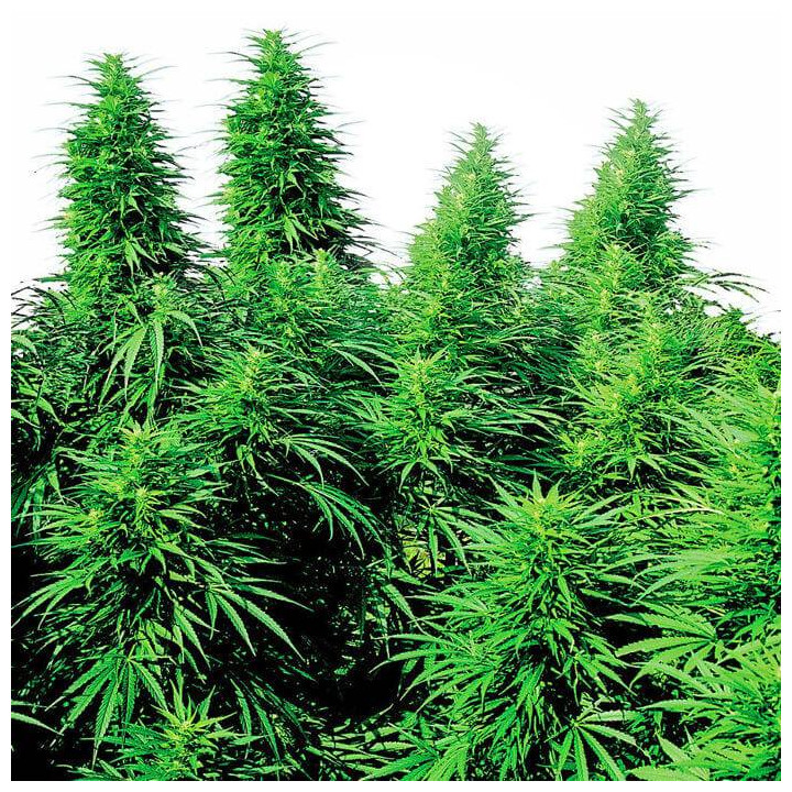 Ruderalis Skunk Regular (Sensi Seeds)