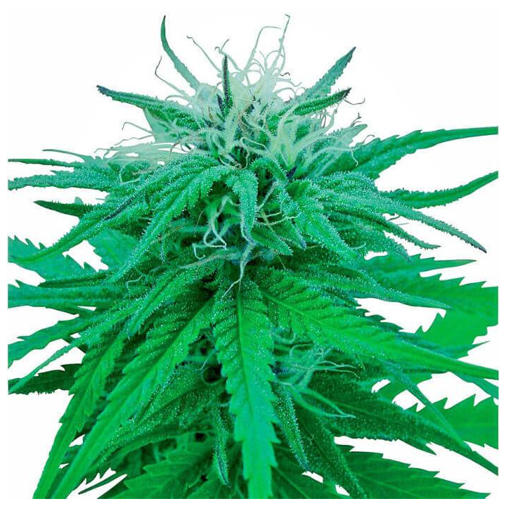 Ruderalis Índica Regular (Sensi Seeds)