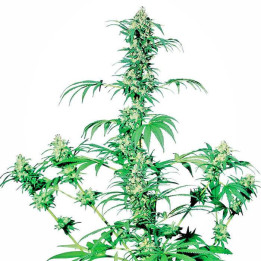 Early Girl Regular (Sensi Seeds)