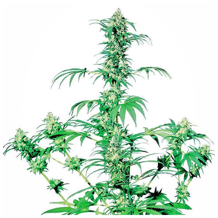 Early Girl Regular (Sensi Seeds)