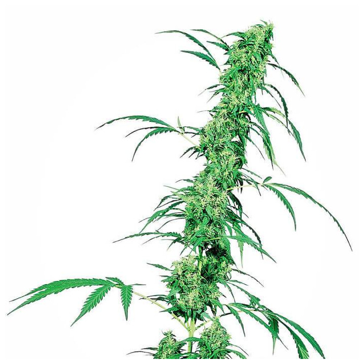 Fruity Juice Regular (Sensi Seeds)