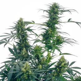 Guerrilla´s Gusto Regular (Sensi Seeds)
