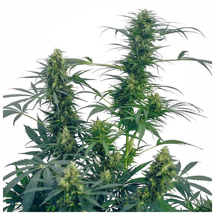 Guerrilla´s Gusto Regular (Sensi Seeds)