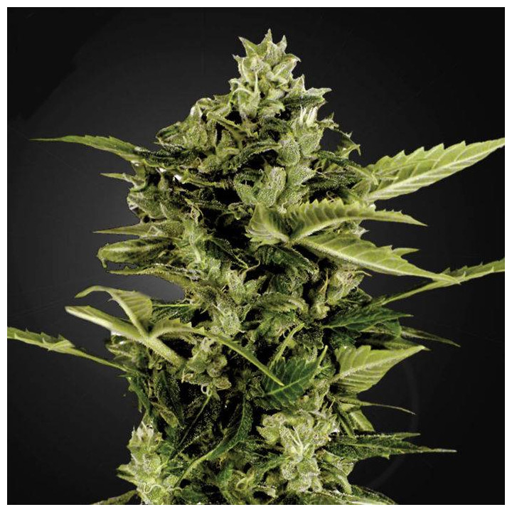 Auto Bomb (Green House)