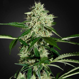 Northern Lights Auto (Green House)