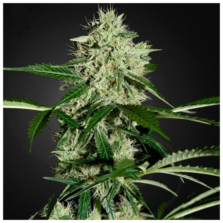 Northern Lights Auto (Green House)