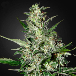 Super Critical Auto (Green House)