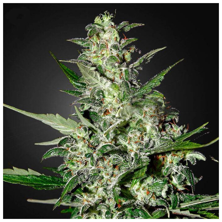 Super Critical Auto (Green House)
