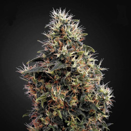 Sweet Mango Auto (Green House)