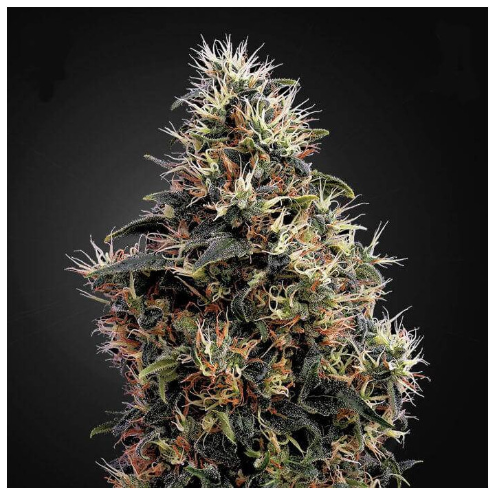 Sweet Mango Auto (Green House)