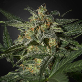 White Widow Auto (Green House)