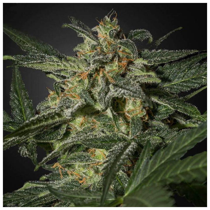 White Widow Auto (Green House)